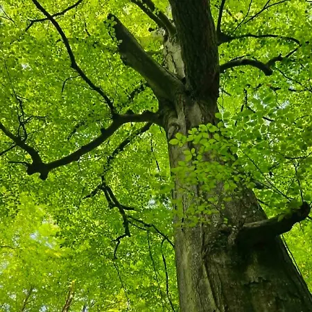 Danmonhus Hygge 度假居 博雷